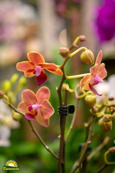 Présentation orchidée en jardinerie